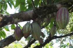 Cocoa plantation in West Africa Photo: Janina Kleemann