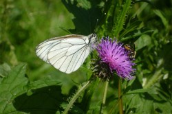 Der Baumweißling (Aporia crataegi) ist ein weitverbreiteter Schmetterling, der hinsichtlich seines Lebensraumes sehr variabel ist. Er gehört zu den wenigen Tagfalterarten, die von den Natura 2000-Schutzgebieten profitieren Foto: Martin Musche Der Baumweißling (Aporia crataegi) ist ein weitverbreiteter Schmetterling, der hinsichtlich seines Lebensraumes sehr variabel ist. Er gehört zu den wenigen Tagfalterarten, die von den Natura 2000-Schutzgebieten profitieren Foto: Martin Musche