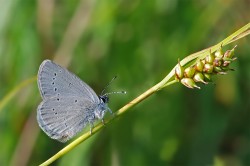 Der Zwergbläuling (Cupido minimus) ist der kleinste Tagfalter Mitteleuropas und ein Spezialist für Offenlandschaften. Er profitiert nicht von den Natura 2000-Schutzgebieten. Foto: Erk Dallmeyer Der Zwergbläuling (Cupido minimus) ist der kleinste Tagfalter Mitteleuropas und ein Spezialist für Offenlandschaften. Er profitiert nicht von den Natura 2000-Schutzgebieten. Foto: Erk Dallmeyer