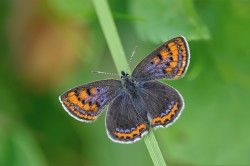 Lycaena helle  Blauschillernder Feuerfalter. Ein Bewohner feuchter ursprünglicher Lebensräume; gefährdet durch Habitatverlust durch Entwässerung, Aufforstung und Sukzession. Die Art ist ein Klimawandelverlierer mit nur noch wenigen Restvorkommen in Deutschland. Foto: Erk Dallmeyer