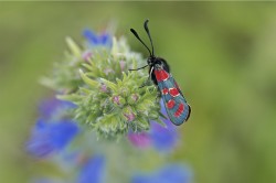 Zygaena carniolica  Esparsetten-Widderchen. Eine noch bundesweit verbreitete, aber regional bereits gefährdete Art aus der Gruppe der schwarz-roten Widderchen, die aufgrund ihrer Zeichnung oft auch als Blutströpfchen bezeichnet werden. Die Art kommt auf extensiv beweideten oder gelegentlich gemähten Halbtrockenrasen auf basenreichen Trockenstandorten vor. Foto: Erk Dallmeyer