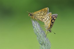 Carterocephalus palaemon  Gelbwürfeliger Dickkopffalter. Eine im Süden und der Mitte Deutschlands noch gut verbreitete Art, die v.a. unter der Monotonisierung der Landschaft leidet und vom Zulassen mehrjähriger Brachestreifen oder Altgrasbereichen profitiert. Foto: Erk Dallmeyer