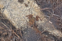 The microbiome is also an important part of the immune response in amphibians. Photo: Dirk Schmeller