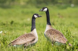 Canada geese (Branta canadensis) are now well established in Europe, posing a serious threat to biodiversity and causing economic damage on farmland. They have also been involved in a number of air strikes. Photo: ©Sander Meertins / AdobeStock Canada geese (Branta canadensis) are now well established in Europe, posing a serious threat to biodiversity and causing economic damage on farmland. They have also been involved in a number of air strikes. Photo: ©Sander Meertins / AdobeStock