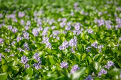 Water hyacinth (Eichhornia crassipes), native to South America, has spread widely around the world due to its popularity as an ornamental plant, with impacts on fishing and water supplies. Invasion by water hyacinth in Eastern Africa, for example, made fishing grounds in Lake Victoria inaccessible. Photo: ©Miguel Almeida / AdobeStock Water hyacinth (Eichhornia crassipes), native to South America, has spread widely around the world due to its popularity as an ornamental plant, with impacts on fishing and water supplies. Invasion by water hyacinth in Eastern Africa, for example, made fishing grounds in Lake Victoria inaccessible. Photo: ©Miguel Almeida / AdobeStock