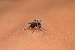 Asian tiger mosquitoes (Aedes albopictus), which are being spread via the international tyre trade, transmit numerous diseases including West Nile virus and dengue fever. Photo: ©RealityImages / AdobeStock Asian tiger mosquitoes (Aedes albopictus), which are being spread via the international tyre trade, transmit numerous diseases including West Nile virus and dengue fever. Photo: ©RealityImages / AdobeStock