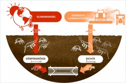 Klimawandel und Landnutzung reduzieren die Biomasse der Bodentiere über unterschiedliche Pfade: Das veränderte Klima reduziert die Körpergröße und die Bewirtschaftung die Häufigkeit. Foto: Lisa Vogel / UFZ (Grafik) Klimawandel und Landnutzung reduzieren die Biomasse der Bodentiere über unterschiedliche Pfade: Das veränderte Klima reduziert die Körpergröße und die Bewirtschaftung die Häufigkeit. Foto: Lisa Vogel / UFZ (Grafik)