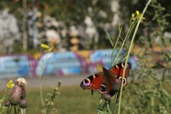  Foto: Guy Pe'er (UFZ/iDiv)