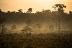Im brasilianischen Amazonasgebiet (Provinz Mato Grosso) werden tropische Wälder durch Weideland für Rinder ersetzt. Foto: Thiago Foresti Im brasilianischen Amazonasgebiet (Provinz Mato Grosso) werden tropische Wälder durch Weideland für Rinder ersetzt. Foto: Thiago Foresti