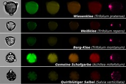 Mittels bildbasierter Partikelanalyse lassen sich mikroskopische Aufnahmen von Pollen gewinnen, die für Bestäuber wichtig sind. Jede Reihe zeigt ein einzelnes Pollenkorn einer bestimmten Pflanzenart mit einer normalen mikroskopischen Aufnahme (Bilder links) und Fluoreszenzaufnahmen für verschiedene Spektralbereiche (farbige Bilder rechts). Foto: Susanne Dunker Mittels bildbasierter Partikelanalyse lassen sich mikroskopische Aufnahmen von Pollen gewinnen, die für Bestäuber wichtig sind. Jede Reihe zeigt ein einzelnes Pollenkorn einer bestimmten Pflanzenart mit einer normalen mikroskopischen Aufnahme (Bilder links) und Fluoreszenzaufnahmen für verschiedene Spektralbereiche (farbige Bilder rechts). Foto: Susanne Dunker