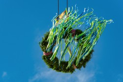 Windböen von 50 km/h ließen die Bänder des Richtkranzes wild am Himmel flattern. Foto: André Künzelmann / UFZ Windböen von 50 km/h ließen die Bänder des Richtkranzes wild am Himmel flattern. Foto: André Künzelmann / UFZ