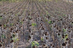Dried out sunflower field Photo: André Künzelmann / UFZ Dried out sunflower field Photo: André Künzelmann / UFZ