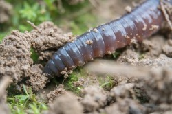 Regenwürmer sind die Architekten des Bodens. Sie durchmischen die Bodenschichten, bilden ein Netzwerk von Höhlen, das für die Wasser-, Luft- und Nährstoffdynamik unerlässlich ist, und zersetzen totes Material. Foto: Valentin Gutekunst Regenwürmer sind die Architekten des Bodens. Sie durchmischen die Bodenschichten, bilden ein Netzwerk von Höhlen, das für die Wasser-, Luft- und Nährstoffdynamik unerlässlich ist, und zersetzen totes Material. Foto: Valentin Gutekunst