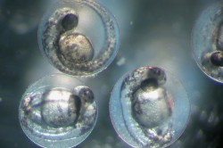 UFZ-Wissenschaftler*innen untersuchen unter anderem die Auswirkungen von Chemikalien auf die Embryonalentwicklung von Zebrafischen. Foto: André Künzelmann / UFZ UFZ-Wissenschaftler*innen untersuchen unter anderem die Auswirkungen von Chemikalien auf die Embryonalentwicklung von Zebrafischen. Foto: André Künzelmann / UFZ
