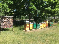 Bienenstöcke und Insektenhotel am UFZ-Leipzig Foto: UFZ