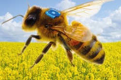 Konzept eines bienengetragenen RFID-Sensors, der unterstützt durch eine miniaturisierte Batterie des Fraunhofer IZMs die Forschung zur Bienengesundheit vorantreiben soll. Foto: Micro-Sensys GmbH