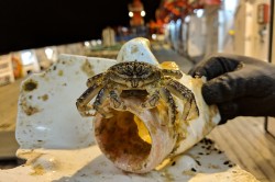 Surface-floating macroplastic item with a decapod, sampled from the German research vessel SONNE during expedition SO268/3 crossing the North Pacific Ocean. Photo: Gritta Veit-Köhler / Senckenberg