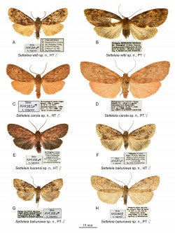 Die vier Arten (jeweils männlich und weiblich) der Gattung Setteleia Foto: Zoological Studies Die vier Arten (jeweils männlich und weiblich) der Gattung Setteleia Foto: Zoological Studies