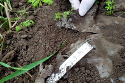 240 days degrading PBSA film in conventional farming (future climate) plot Photo: Purahong / UFZ 240 days degrading PBSA film in conventional farming (future climate) plot Photo: Purahong / UFZ
