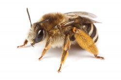 Die Langhornbiene (Eucera notata) gehört zur Familie der Wildbienen (Apidae), von denen es allein in Deutschland mehr als 550, weltweit sogar über 20.000 Arten gibt. Als Bestäuber von wild- und Nutzpflanzen übernehmen sie deshalb eine zentrale Rolle. Foto: Nicolas Vereecken / Selections Naturelles Die Langhornbiene (Eucera notata) gehört zur Familie der Wildbienen (Apidae), von denen es allein in Deutschland mehr als 550, weltweit sogar über 20.000 Arten gibt. Als Bestäuber von wild- und Nutzpflanzen übernehmen sie deshalb eine zentrale Rolle. Foto: Nicolas Vereecken / Selections Naturelles