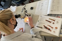 Bei einer Schulung lernen die Freiwilligen, die unterschiedlichen Insektenarten unter dem Mikroskop zu bestimmen. Foto: Lilian Neuer Bei einer Schulung lernen die Freiwilligen, die unterschiedlichen Insektenarten unter dem Mikroskop zu bestimmen. Foto: Lilian Neuer