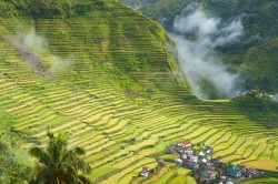 Reisterrassen der Philippinen: Die Weltkulturerbestätte mit ihren bewässerten Feldern verdankt ihre Existenz einer kontinuierlichen Wasserversorgung durch die darüberliegenden Wälder. Während durch die Reiskultur Methan ausgestoßen wird, wird hier zugleich die traditionelle genetische Vielfalt der Reispflanzen bewahrt, die die Grundlage für zukünftige Anpassungen darstellen können. Außerdem wird der Wald erhalten, der sich durch eine enorme Artenvielfalt und einen hohen Anteil nur dort vorkommender Tier- und Pflanzenarten auszeichnet. Dieser Schutz trägt zugleich zur Bindung von Kohlenstoff in den Wäldern bei. Foto: André Künzelmann / UFZ