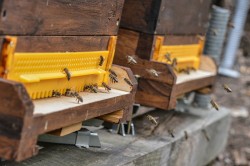 Bienen sind in der Natur häufig mehreren Pestiziden ausgesetzt. Foto: Uni Halle / Markus Scholz
