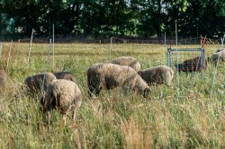 Untersucht wurde das Zusammenspiel von Licht, Überdüngung und Beweidung. Foto: André Künzelmann / UFZ