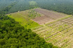 Abholzung tropischen Regenwaldes, um Platz für Palmölplantagen zu schaffen. Foto: Adobe stock / whitcomberd Abholzung tropischen Regenwaldes, um Platz für Palmölplantagen zu schaffen. Foto: Adobe stock / whitcomberd
