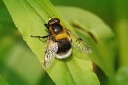 Insekten wie zum Beispiel die Hummel-Waldschwebfliege (Volucella bombylans) tauchen deutlich seltener auf als früher. Foto: Wirestock_AdobeStock Insekten wie zum Beispiel die Hummel-Waldschwebfliege (Volucella bombylans) tauchen deutlich seltener auf als früher. Foto: Wirestock_AdobeStock