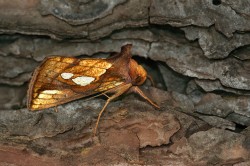 Auch Nachtfalter wie die Röhricht-Goldeule (Plusia festucae) sind im Vergleich zu Siléns Zeiten heute dezimiert. Foto: Wirestock_AdobeStock Auch Nachtfalter wie die Röhricht-Goldeule (Plusia festucae) sind im Vergleich zu Siléns Zeiten heute dezimiert. Foto: Wirestock_AdobeStock