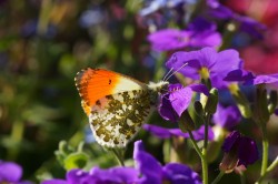 Der Aurorafalter (Anthocharis cardamines) ist laut Analyse der Wissenschaftler:innen die einzige Tagfalterart in der EU, für die eine signifikante Zunahme verzeichnet werden kann. Foto: Ulrike Schäfer