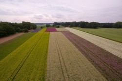 Wildpflanzen für Renaturierungsprojekte werden in Kultur vermehrt. Foto: Ute Matthies