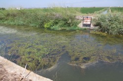 One of the channels that drain into the Albufera Lake (Júcar basin in Spain). Photo: Miguel Martín (Technical University of Valencia) One of the channels that drain into the Albufera Lake (Júcar basin in Spain). Photo: Miguel Martín (Technical University of Valencia)