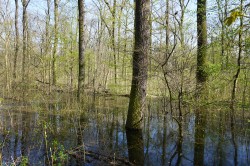 Extensive overbanking due to a restored water regime of the Burgauenbach brook in the Leipzig alluvial forest Photo: Mathias Scholz Extensive overbanking due to a restored water regime of the Burgauenbach brook in the Leipzig alluvial forest Photo: Mathias Scholz