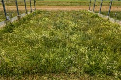 Artenreiche, extensiv bewirtschaftete Mähwiese in der GCEF, dem Klima- und Landnutzungs-Experiment des UFZ Foto: André Künzelmann / UFZ
