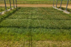 Species-poor, intensively used meadow in the GCEF, the climate and land-use experiment of the UFZ Photo: André Künzelmann / UFZ Species-poor, intensively used meadow in the GCEF, the climate and land-use experiment of the UFZ Photo: André Künzelmann / UFZ