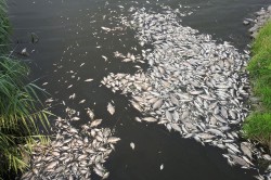 Fischsterben an der Oder im Sommer 2022 Foto: Luc De Meester / IGB Fischsterben an der Oder im Sommer 2022 Foto: Luc De Meester / IGB