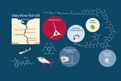 Die Wissenschaftler:innen nahmen an fünf Standorten entlang der Oder Wasserproben, extrahierten vergiftete Fische und analysierten die Wirkung der Mikroschadstoffe. Foto: Annika Jahnke / UFZ Die Wissenschaftler:innen nahmen an fünf Standorten entlang der Oder Wasserproben, extrahierten vergiftete Fische und analysierten die Wirkung der Mikroschadstoffe. Foto: Annika Jahnke / UFZ