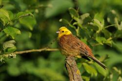<p>The yellowhammer <i>(Emberiza citrinella)</i> is one of the bird species found in the agricultural landscape whose numbers have declined in recent years: since 2006, more than one in four yellowhammers in Germany has disappeared.&nbsp;</p>