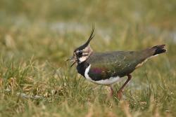 <p>According to the Red List, the lapwing <i>(Vanellus vanellus)</i> is classified as 'critically endangered' in Germany. The lapwing population has declined by 80 per cent since 1990.&nbsp;</p> Photo: Christian Gelpke