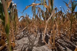 <p>Crop failures in dry soils&nbsp;</p>