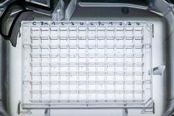 <p>Well-Platte mit 96 Embryonen des Zebrabärblings zur automatisierten Analyse ihres Schwimmverhaltens per Videotracking.</p> Foto: André Künzelmann / UFZ <p>Well-Platte mit 96 Embryonen des Zebrabärblings zur automatisierten Analyse ihres Schwimmverhaltens per Videotracking.</p> Foto: André Künzelmann / UFZ