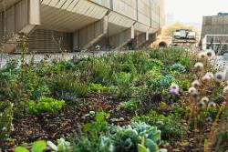 <p>Green roof on Gewandhaus zu Leipzig </p>