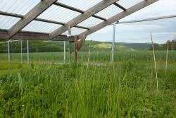 <p>DroughtNet-Standort der Universität Jena in Jena-Remderoda </p> Foto: Christiane Roscher / UFZ und iDiv <p>DroughtNet-Standort der Universität Jena in Jena-Remderoda </p> Foto: Christiane Roscher / UFZ und iDiv