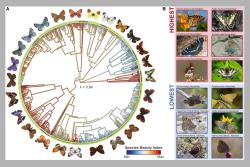 <p>The Species Beauty Index (SBI) for European butterflies. A (left) shows typical representatives alongside the phylogenetic tree of European butterflies. Red colours indicate higher SBI values while blue colours indicate lower values. B (right) shows species from different families that are among those with the highest and lowest SBI values.</p>