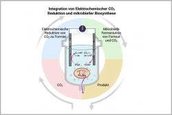<p>Die Studie stellt ein neues Hybridsystem vor, das elektrochemische CO?-Reduktion mit der mikrobieller Biosynthese einer wertvollen Chemikalie in einem einzigen Reaktor vereint.&nbsp;</p> Foto: Izadi et al. Angew. Chemie / Grafik: Simone Bachleitner, Paniz Izadi