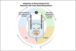 <p>This study demonstrates a novel hybrid system that integrates electrochemical CO2 reduction with microbial biosynthesis of a valuable chemical in a single reactor.&nbsp;</p>