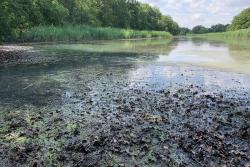 <p>Magdeburger Kreuzhorst im Juli 2025, Alte Elbe zwischen Pechau und Magdeburg</p>