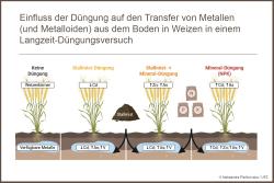 <p>Der Großteil der giftigen Metalle kommt aus dem mineralischen Dünger. Eine Kombination aus mineralischer und organischer Düngung würde ihn reduzieren.</p>